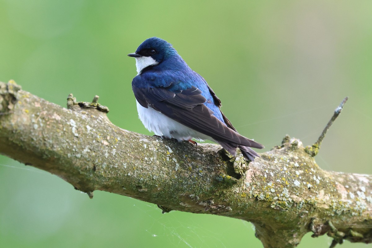 Tree Swallow - Keith Pflieger