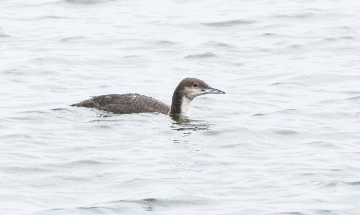 Pacific Loon - Timothy Aarons