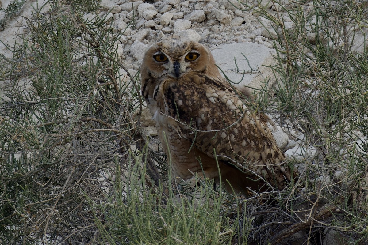 Pharaoh Eagle-Owl - ML618897815