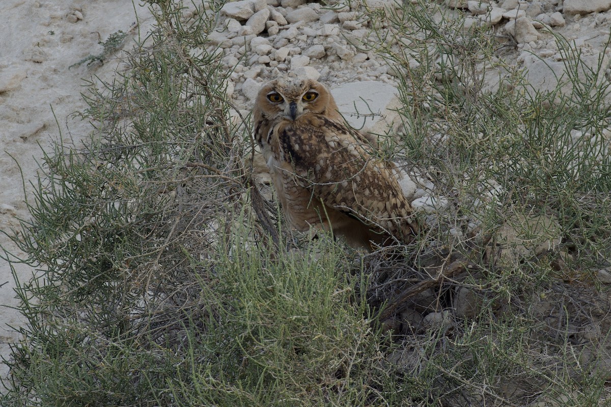Pharaoh Eagle-Owl - ML618897818