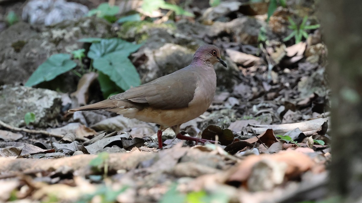 White-tipped Dove - Andy Bridges