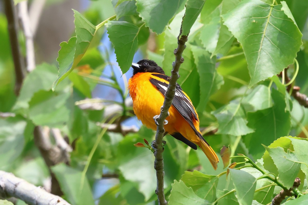 Baltimore Oriole - Keith Pflieger