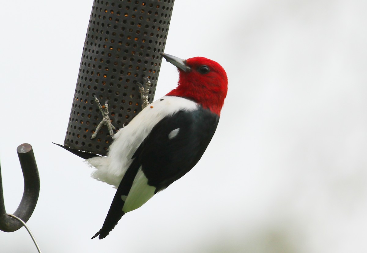 Red-headed Woodpecker - ML618897846
