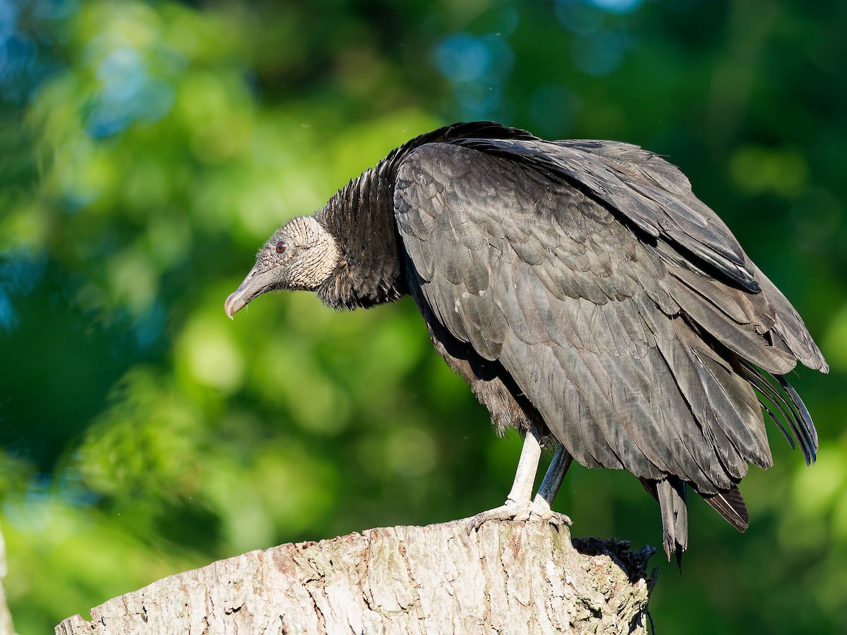 Black Vulture - Randy Harrod