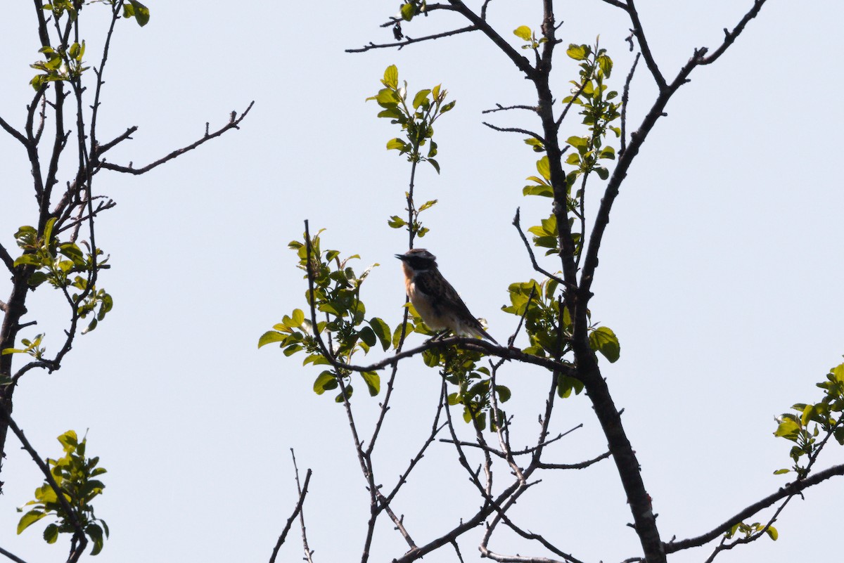 Whinchat - ML618897898