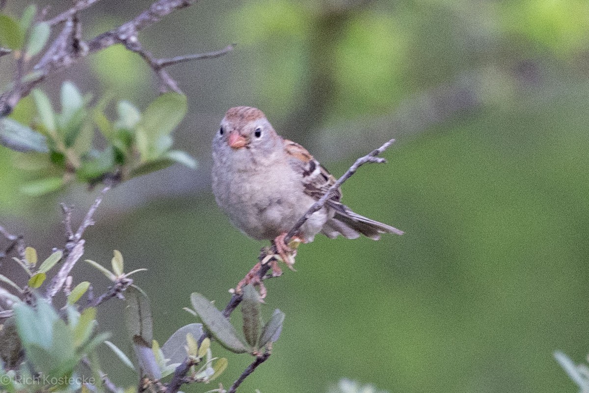 Field Sparrow - Rich Kostecke