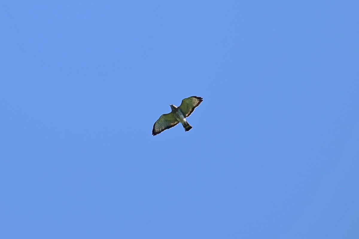 Broad-winged Hawk - ML618897915