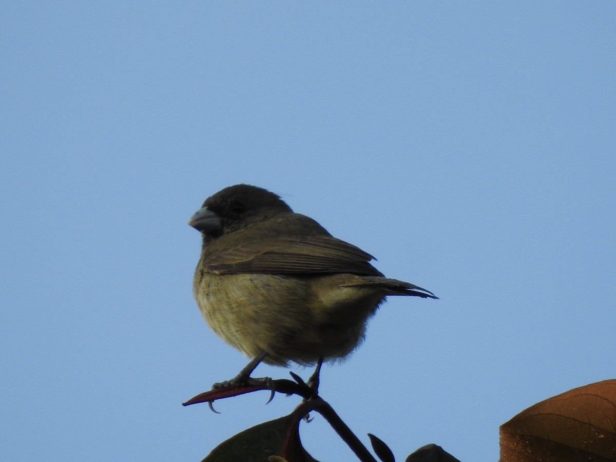 Yellow-bellied Seedeater - Johan Uribe