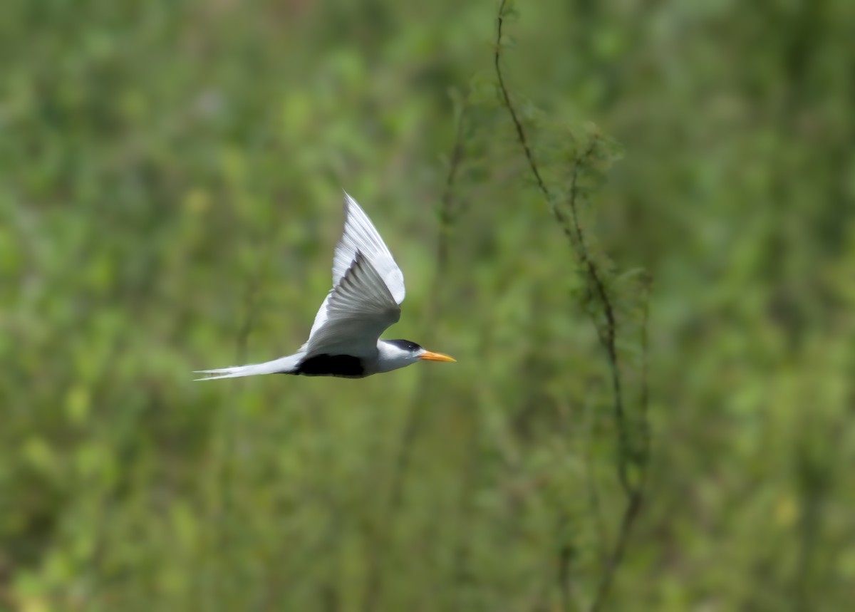 Black-bellied Tern - ML618897961