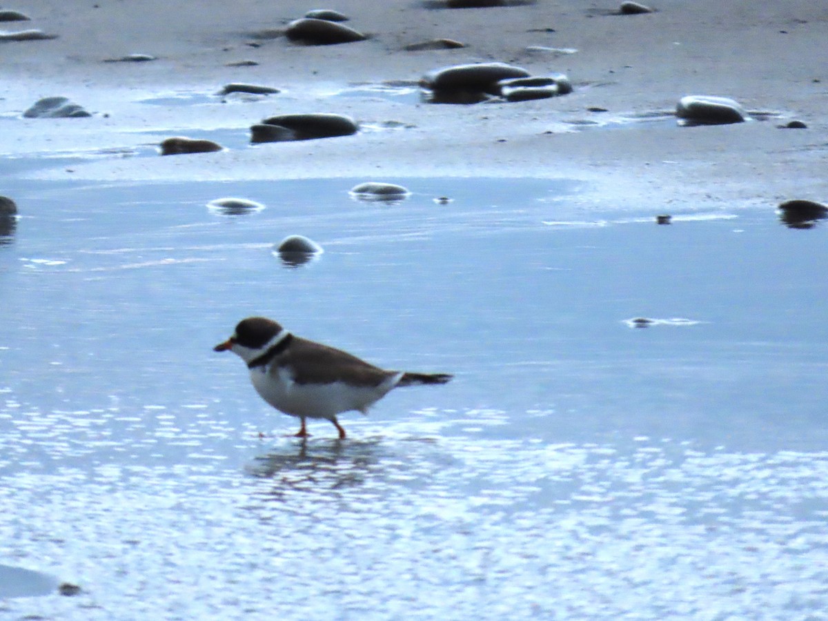 Semipalmated Plover - ML618897982