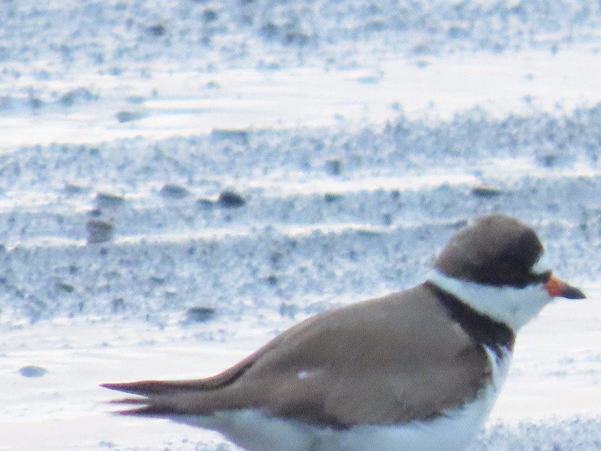 Semipalmated Plover - ML618897983
