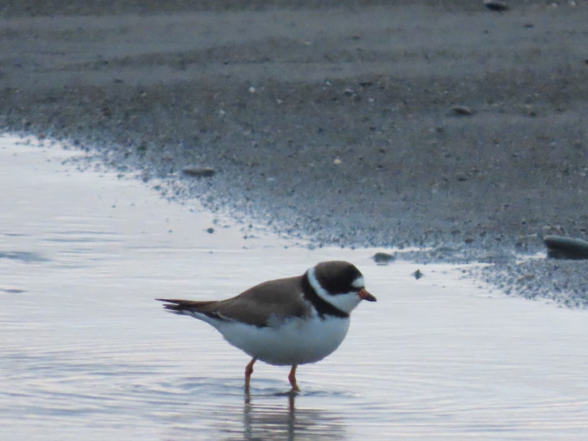 Semipalmated Plover - ML618897984
