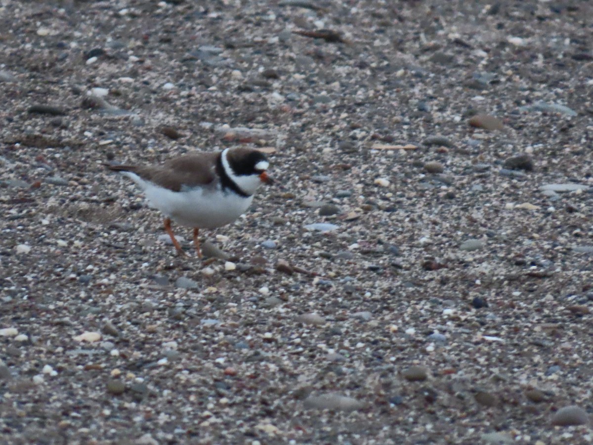 Semipalmated Plover - ML618897985