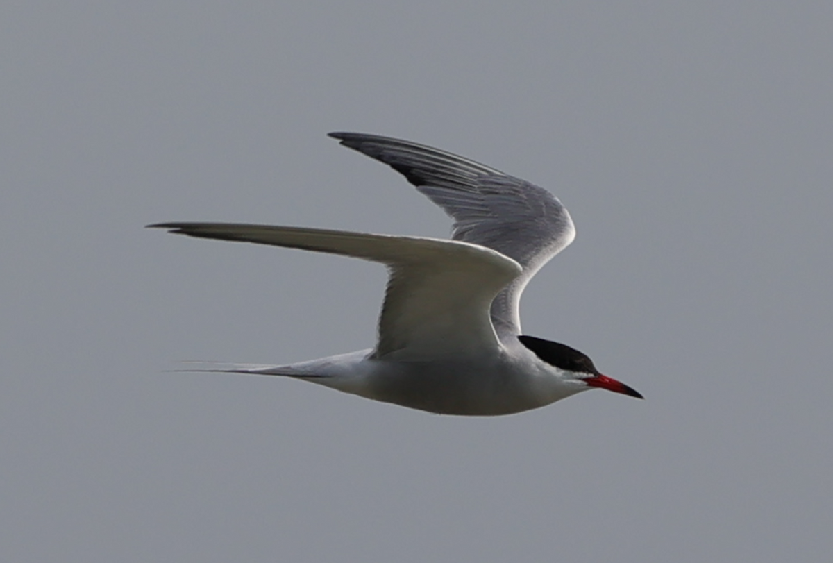 Common Tern - Sandeep Channappa