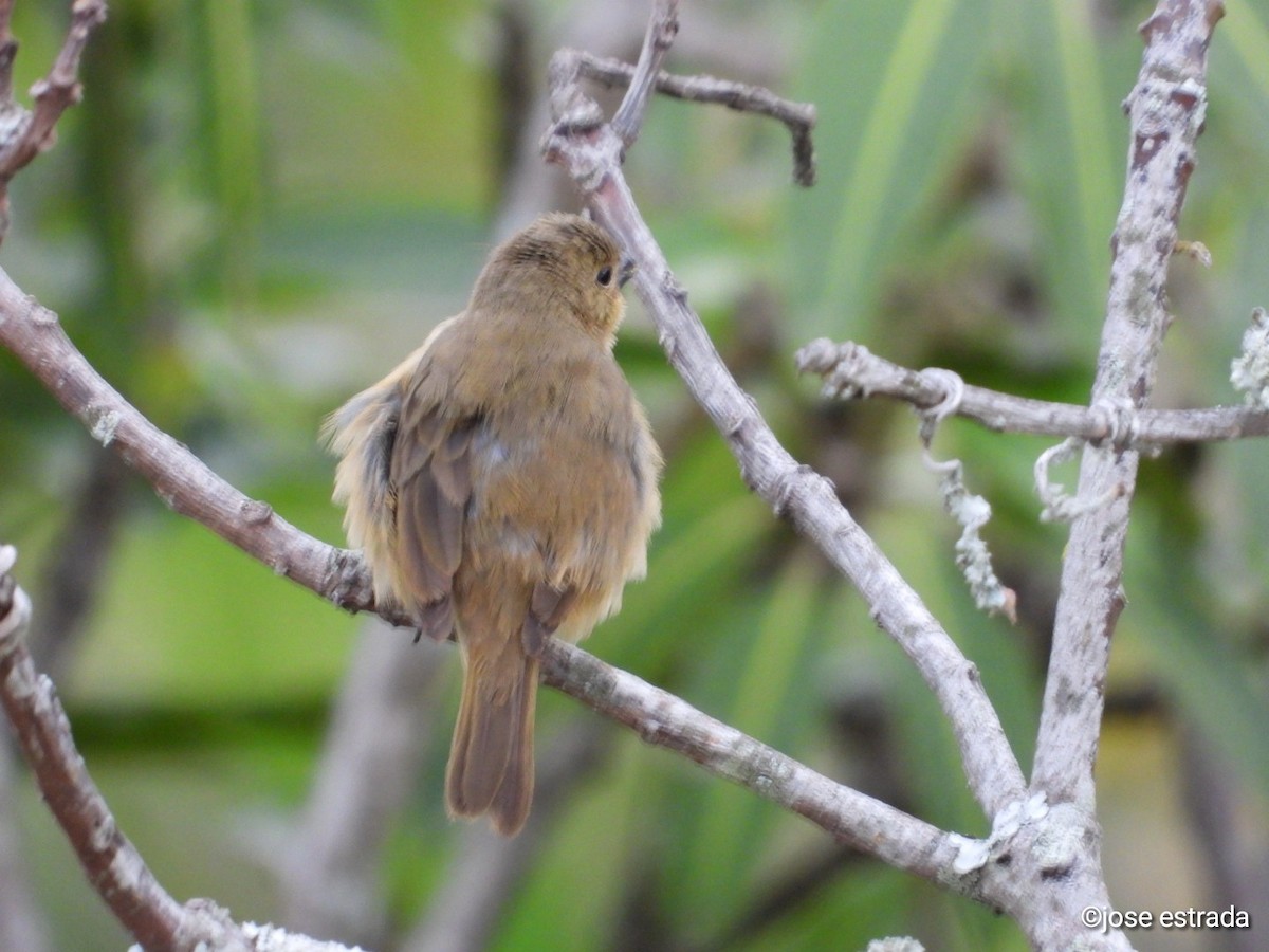 Yellow-bellied Seedeater - ML618898047
