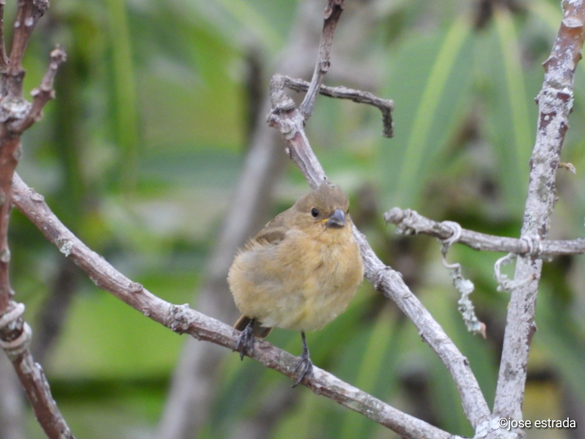Yellow-bellied Seedeater - ML618898048