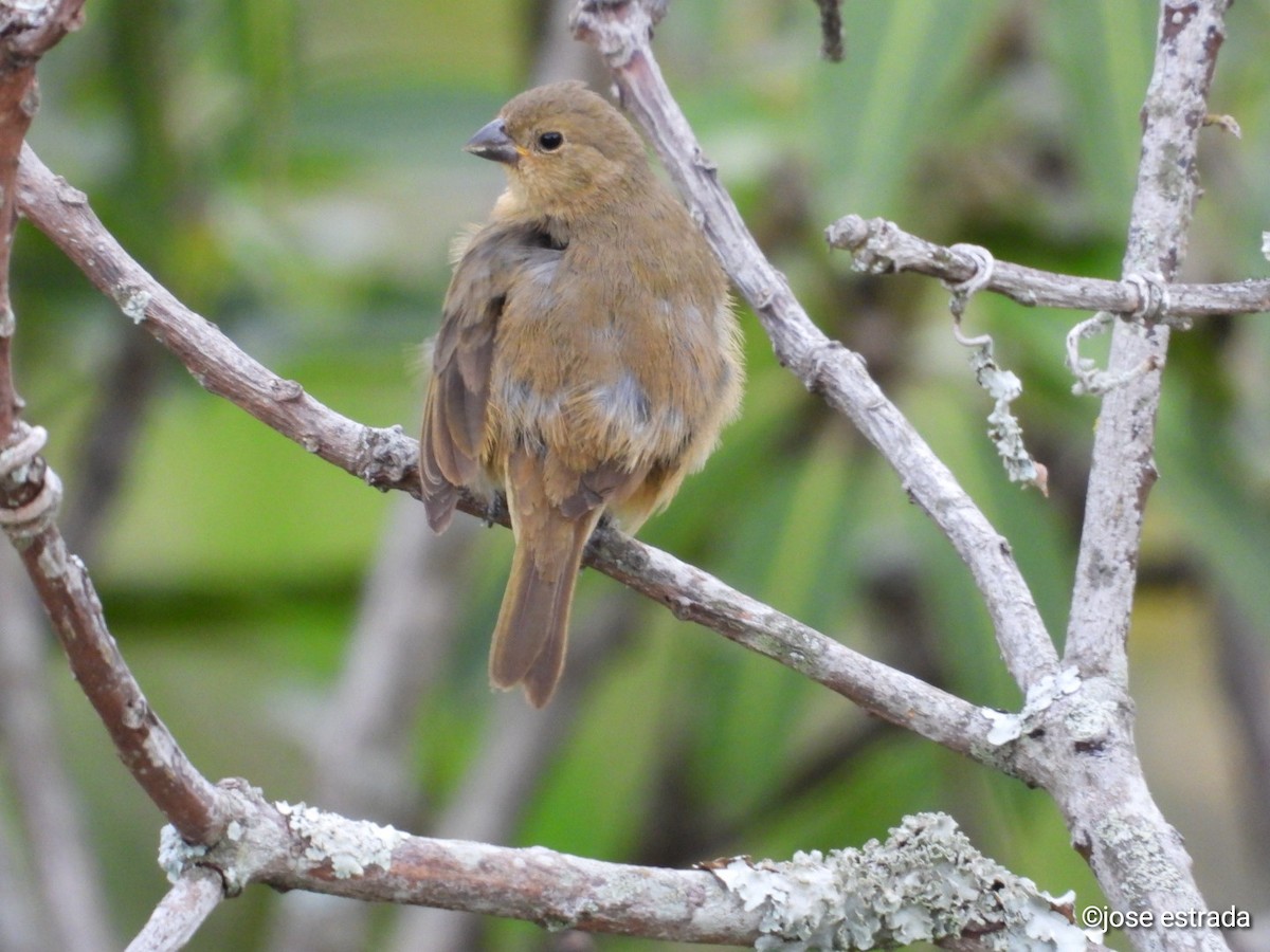 Yellow-bellied Seedeater - ML618898049