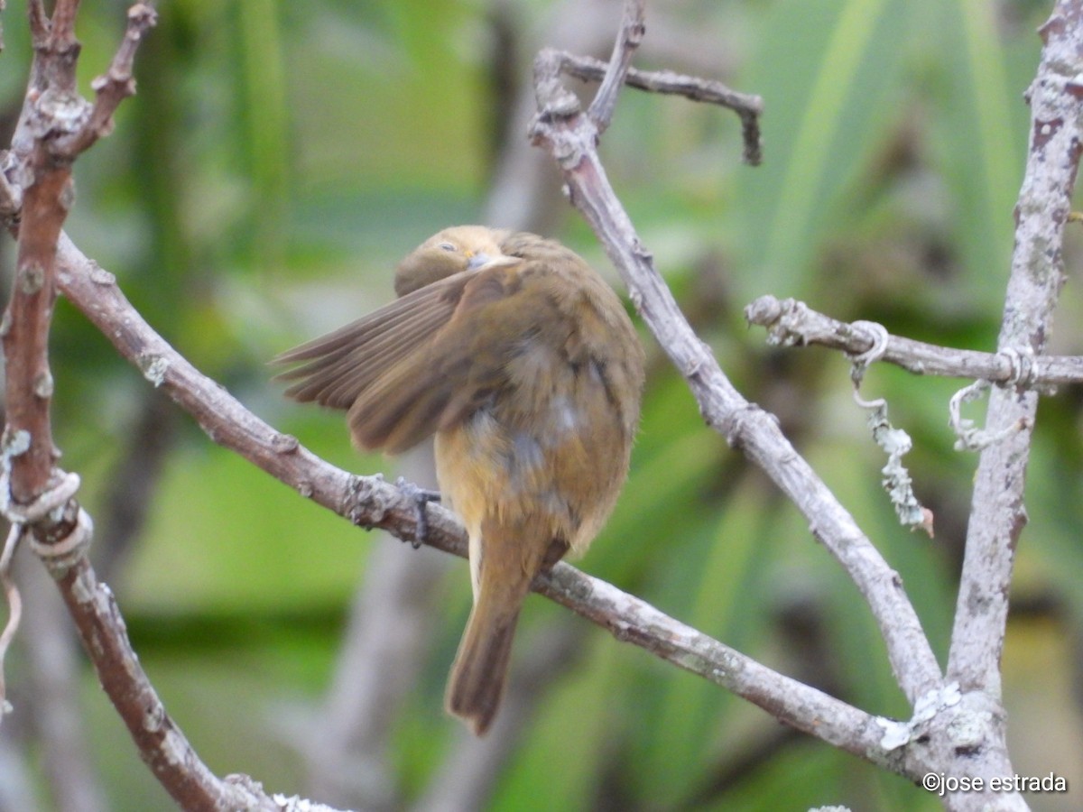 Yellow-bellied Seedeater - ML618898050
