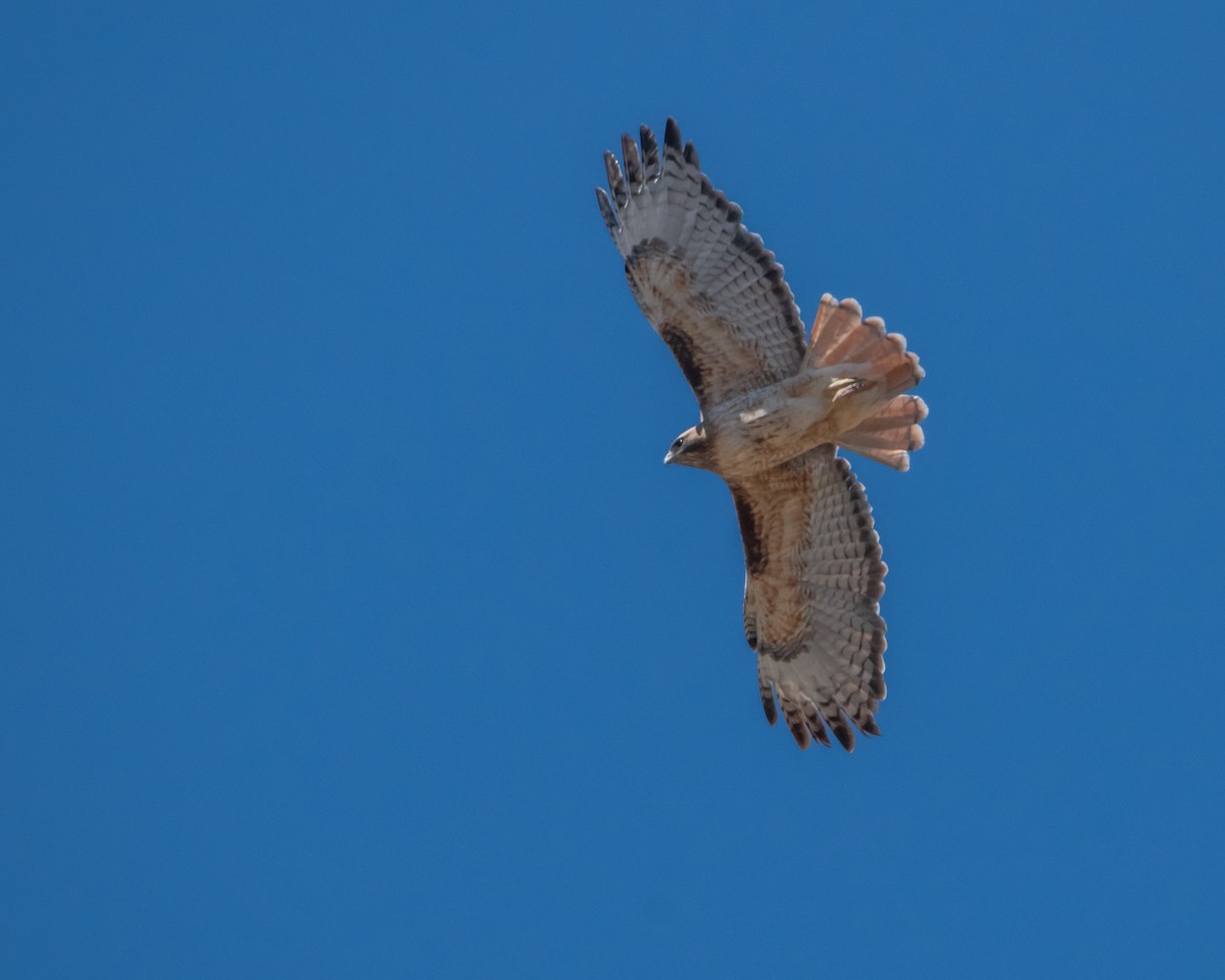 Red-tailed Hawk - ML618898061
