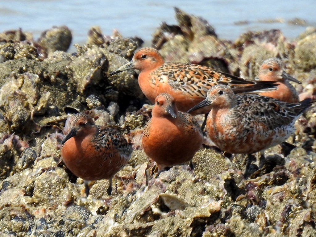 Red Knot - ML618898066
