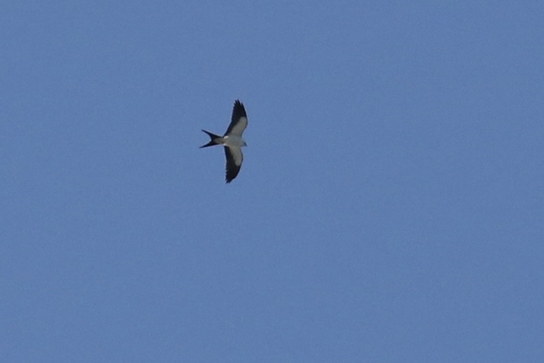 Swallow-tailed Kite - ML618898078