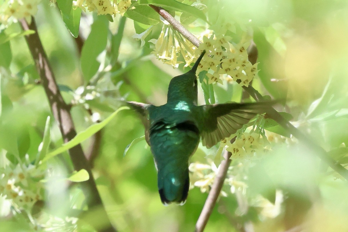 Ruby-throated Hummingbird - Keith Pflieger