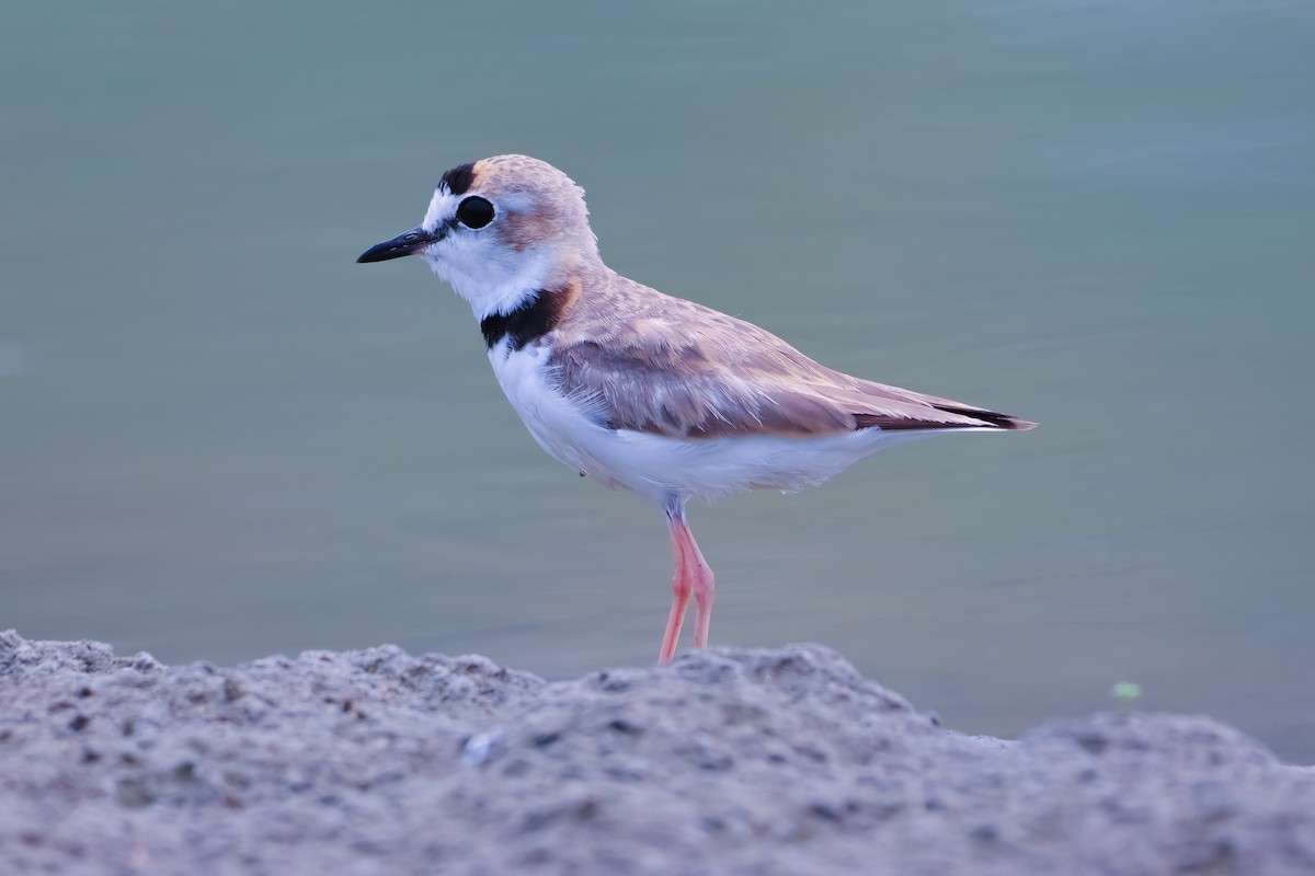 Collared Plover - ML618898124