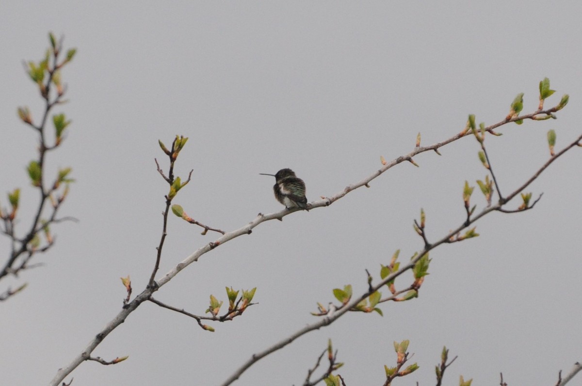 Black-chinned Hummingbird - ML618898168