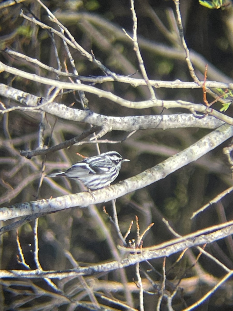 Black-and-white Warbler - ML618898183