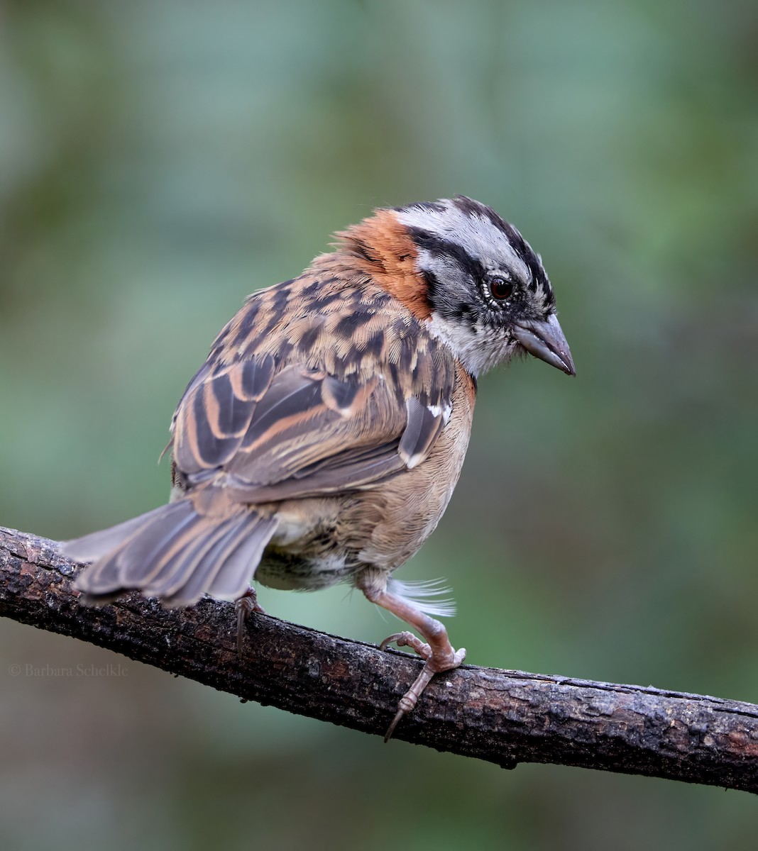 Rufous-collared Sparrow - ML618898256