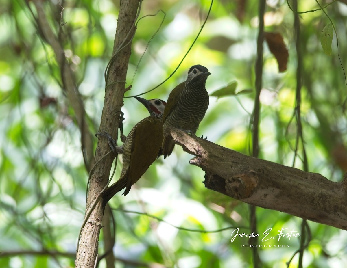 Golden-olive Woodpecker - ML618898280