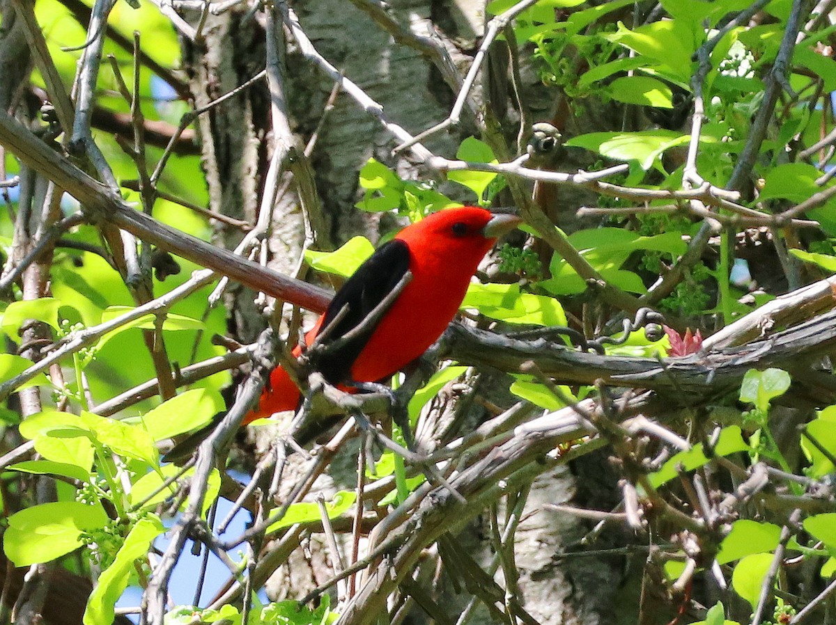 Scarlet Tanager - ML618898281
