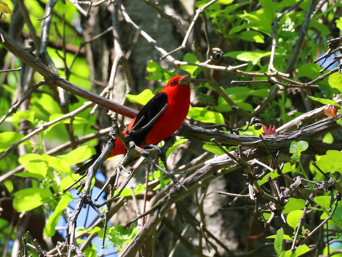 Scarlet Tanager - ML618898283