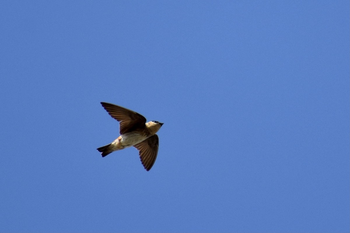Cave Swallow - ML618898284