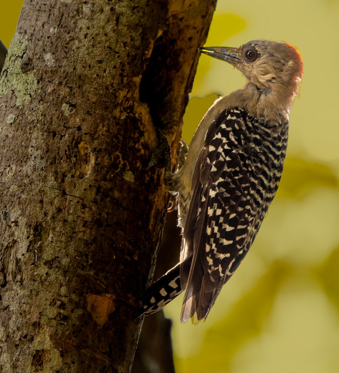 Red-crowned Woodpecker - ML618898300