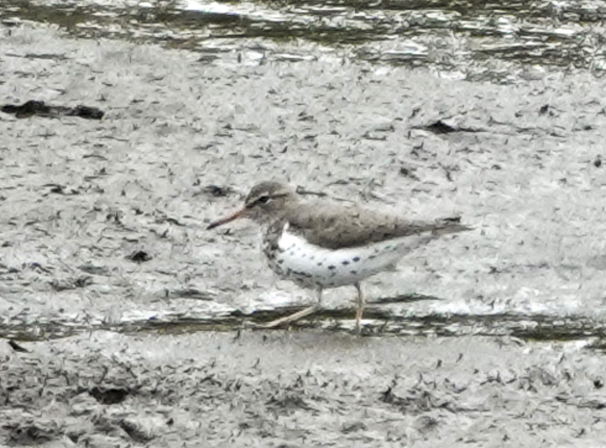 Spotted Sandpiper - Carena Pooth