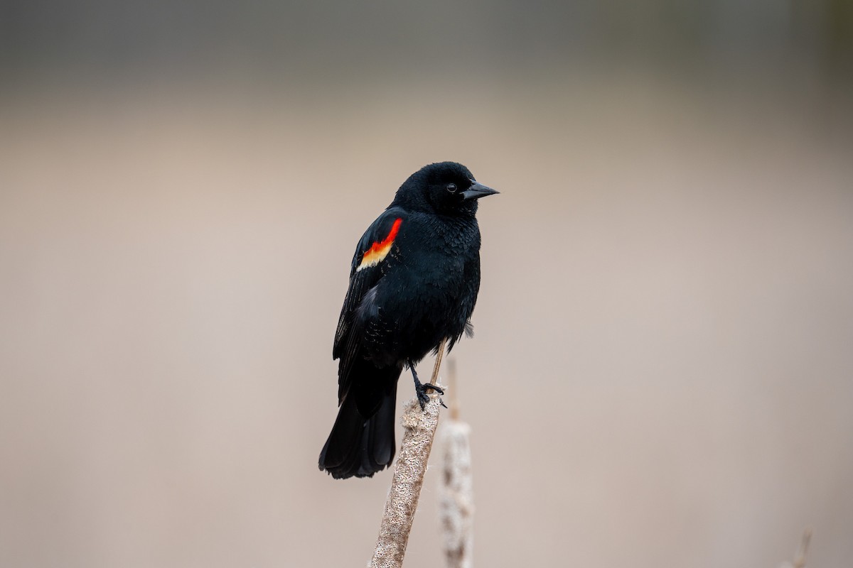 Red-winged Blackbird - Hannes Breuninger