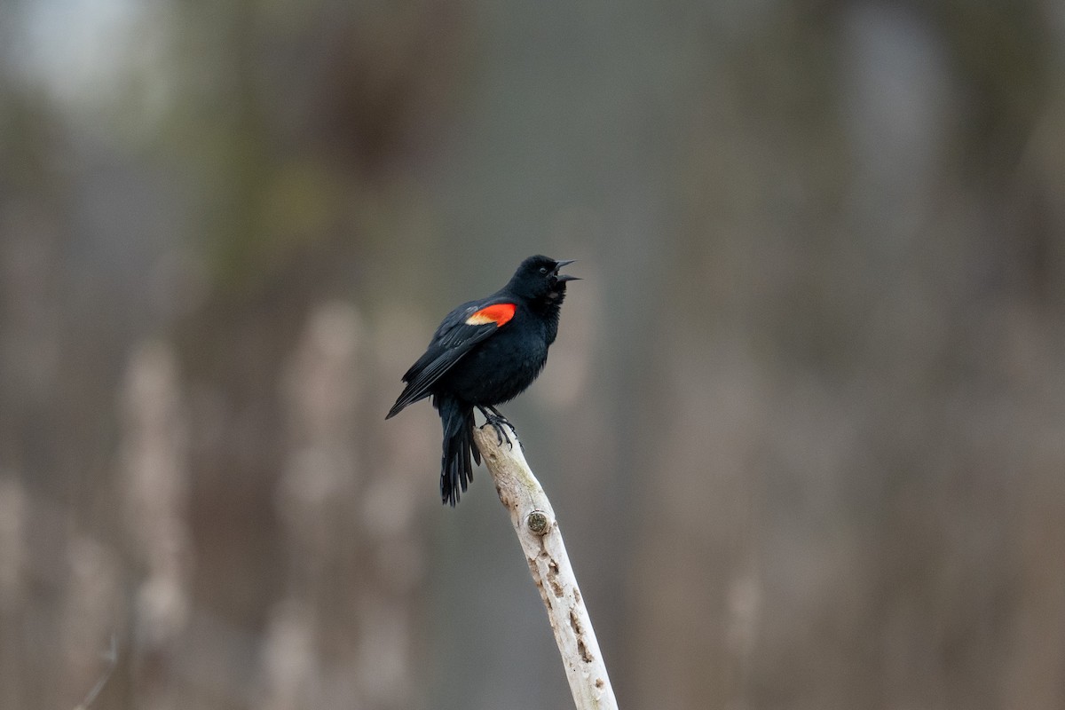 Red-winged Blackbird - Hannes Breuninger