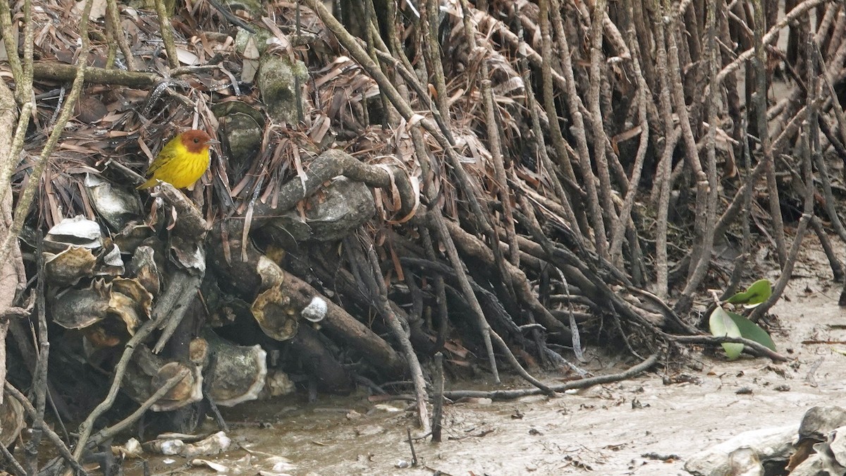 Yellow Warbler (Mangrove) - leo wexler-mann