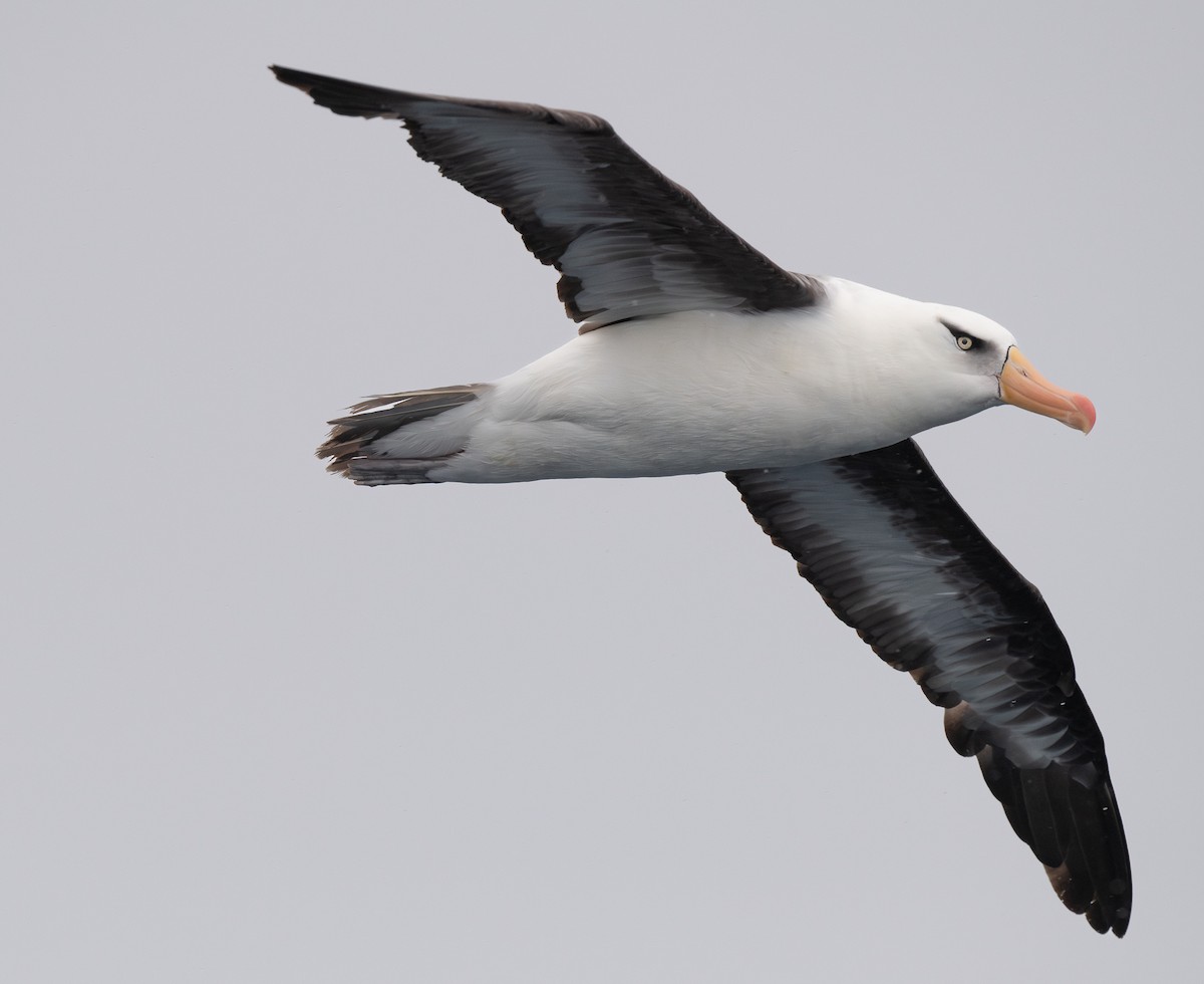 Black-browed Albatross (Campbell) - ML618898329