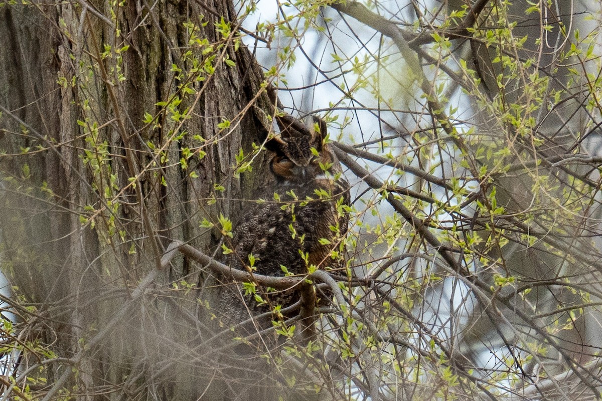 Great Horned Owl - ML618898341