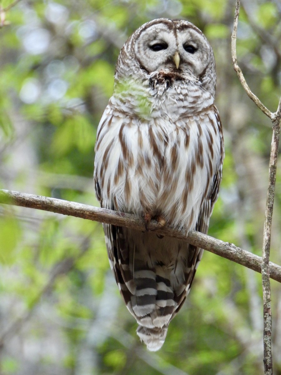 Barred Owl - ML618898400