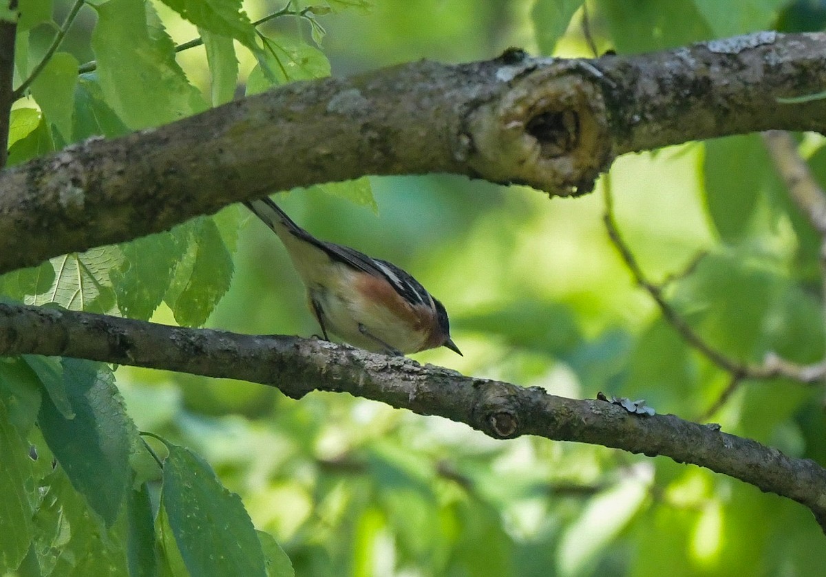 Bay-breasted Warbler - ML618898401