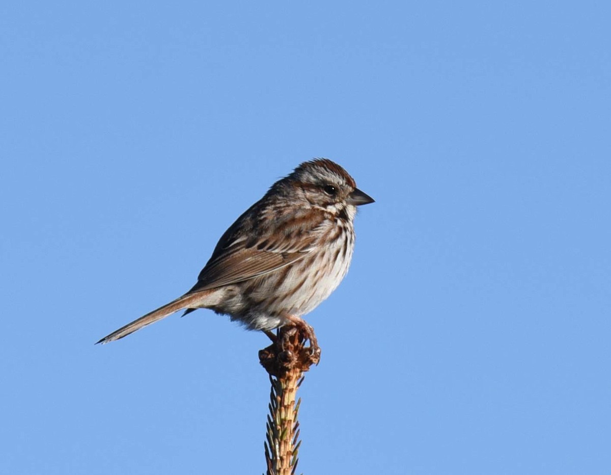 Song Sparrow - Kathy Marche