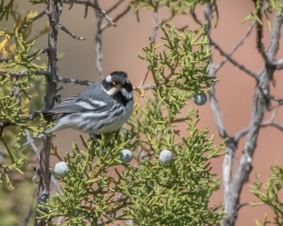 Black-throated Gray Warbler - ML618898475
