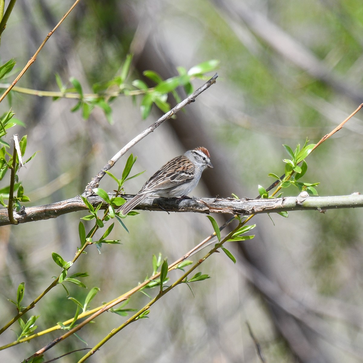 Chipping Sparrow - ML618898480
