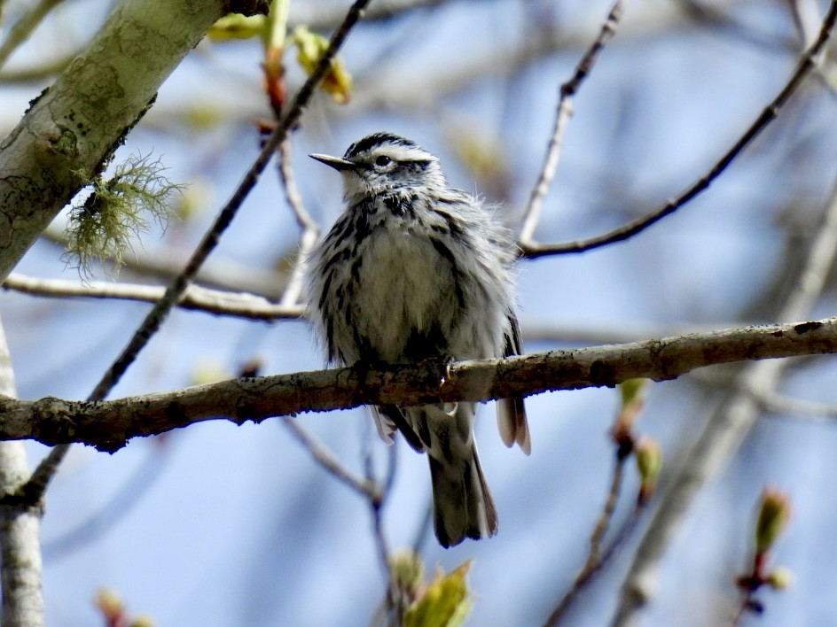 Black-and-white Warbler - ML618898483