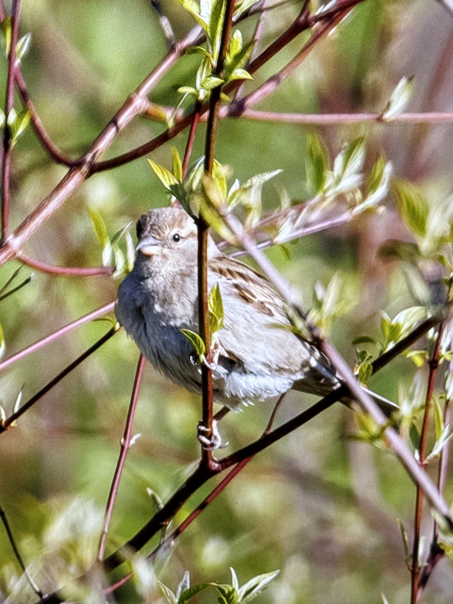 House Sparrow - Donna Chick