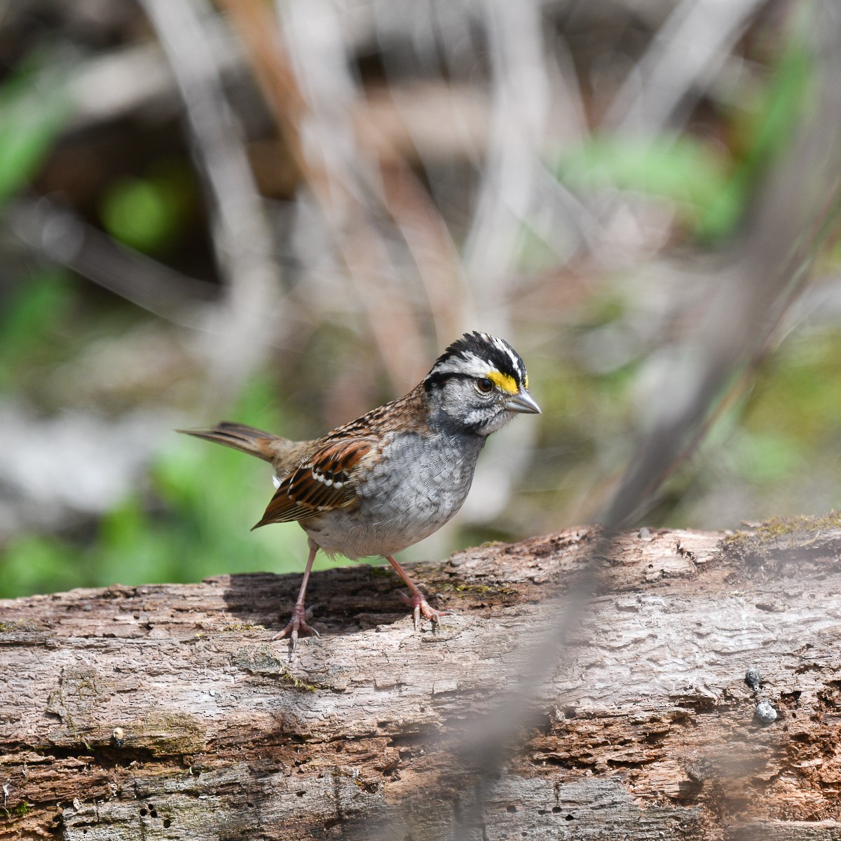 White-throated Sparrow - ML618898491