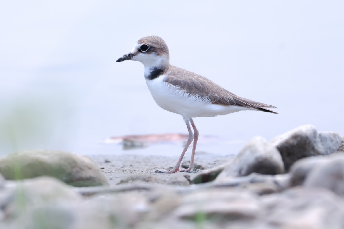 Collared Plover - ML618898499